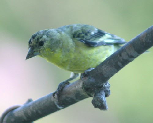thistle bird feeder