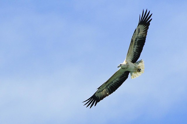 White-bellied Sea Eagle in-flight