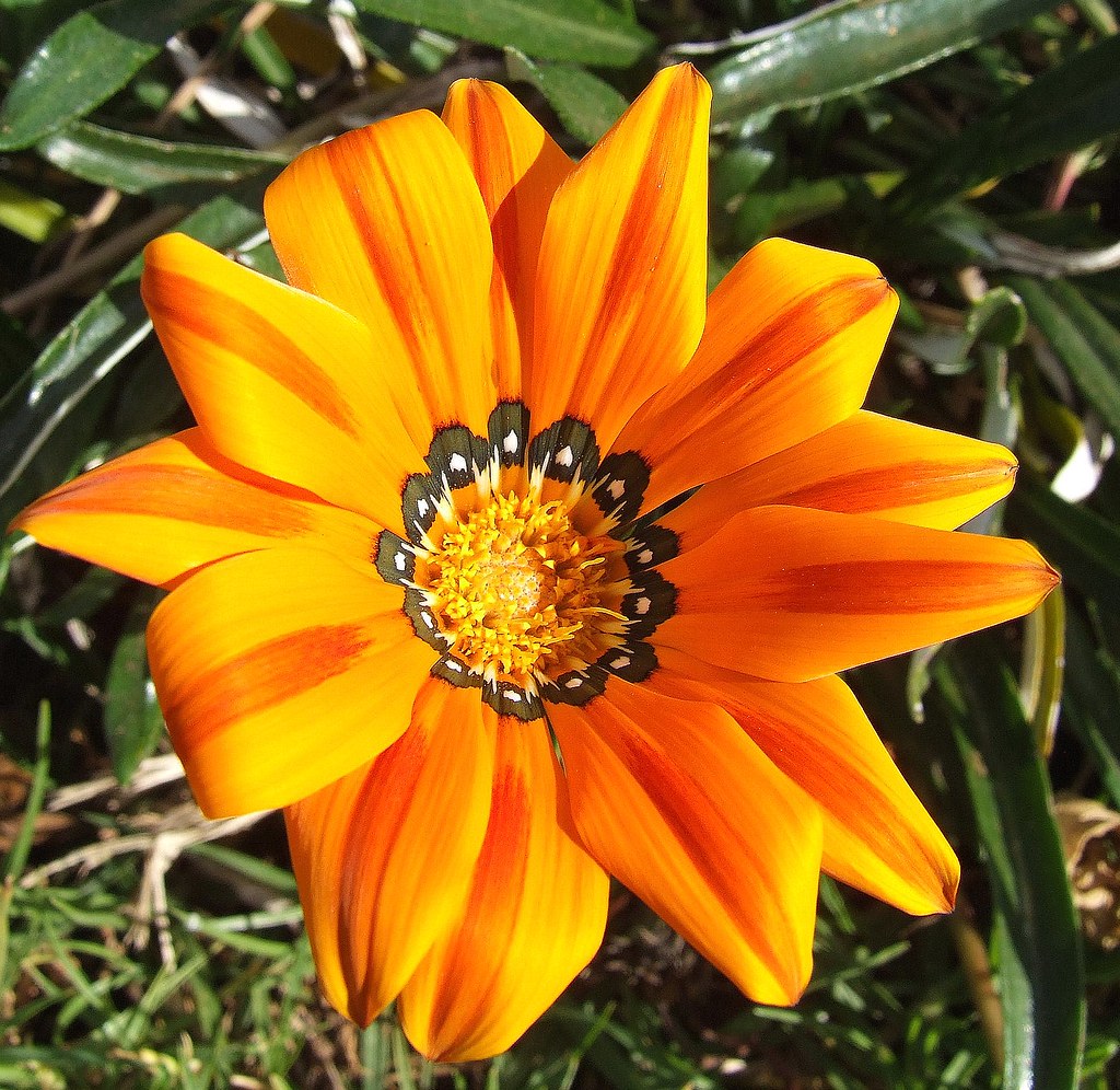 orange Flower 