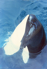 Orcas, Marineland of the Pacific, 1981