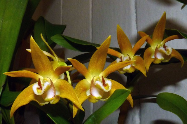 Dendrobium fleckeri species orchid  