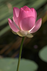 Water Lilies & Lotus