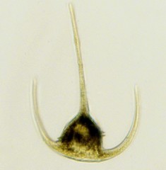 Ceratium tripos (light micrograph)