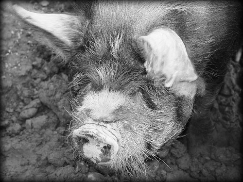 Piggy! Near Truro, Cornwall by Stocker Images