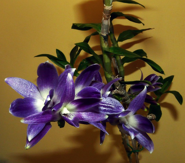 Dendrobium victoria-reginae orchid species