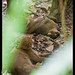 Jaguarundis, Belize Zoo