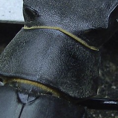 schmetterlinge - käfer