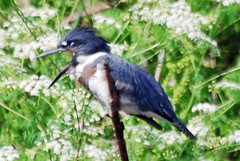 THE BELTED KINGFISHER.