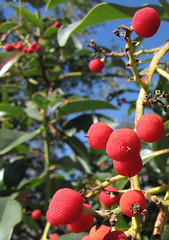 mmmmm madrone berries