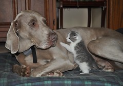 Lucy and the Kitten