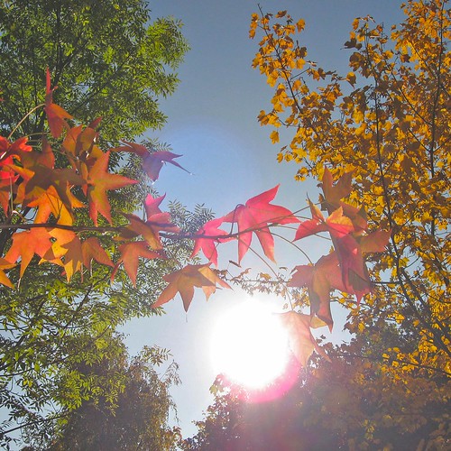 autumn leaves between sun halos and flashlight