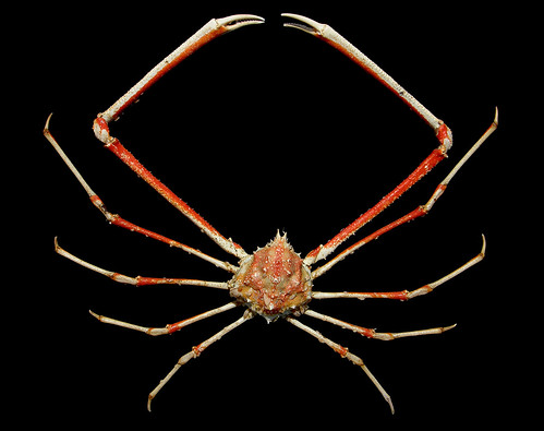 The spectacular deep-water crab Rochinia crassa
