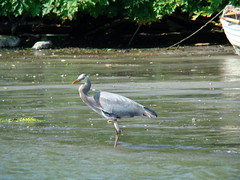2009-06-14 Cadboro Bay