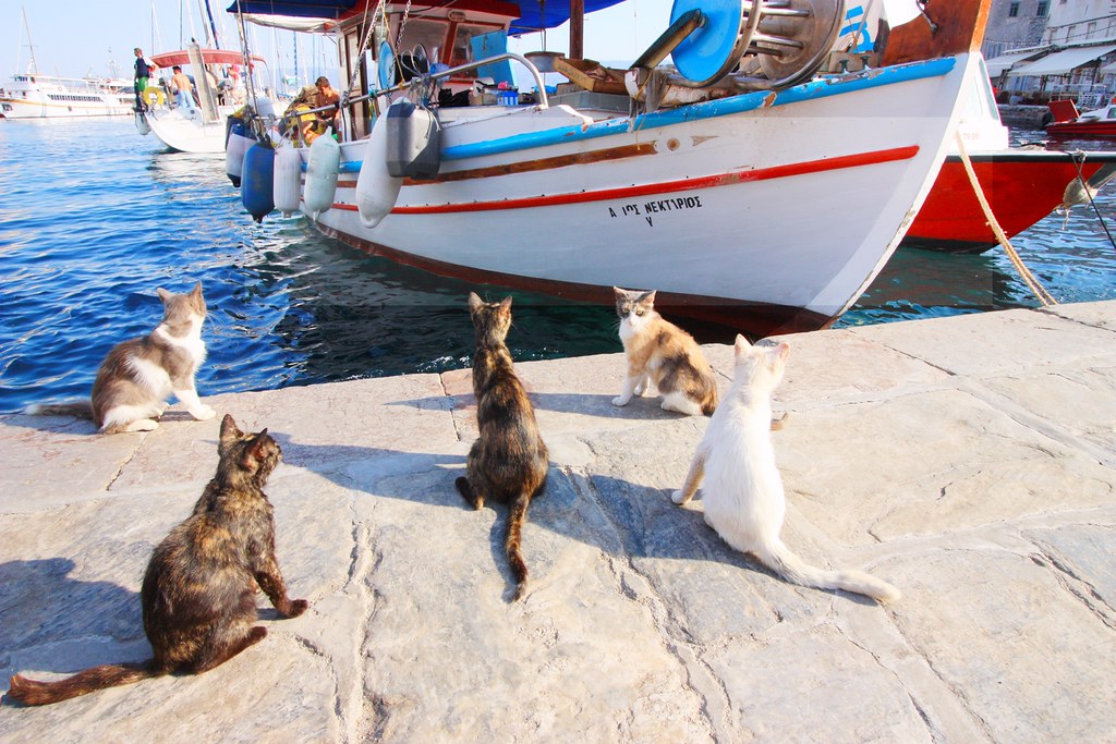Cats and fishing boat