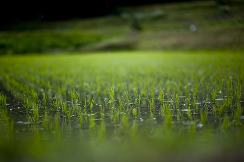 rain in rice field