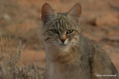 African Wild Cats