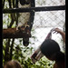 Dawn, Ivana and Harpy eagle, Belize Zoo