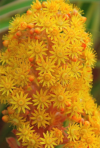 Aeonium 'Rubrolineata' Blooming by plantmanbuckner