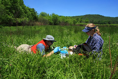 U.S.G.S. Chytrid Sampling, Great Smoky Mountains National Park, Tennessee, June 2009