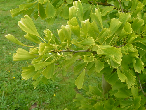 Young Ginkgo