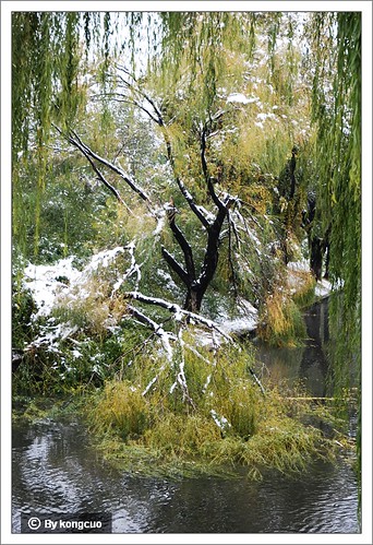 紫竹院-被大雪压倒的柳树
