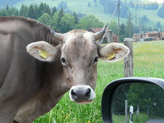 Cows- Swiss and others. Schweizerkühe und andere