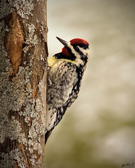 Woodpeckers & Allies