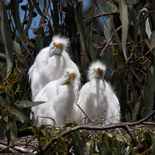 5 of 6 Great Egret (Ardea alba) nest with three chicks at the Morro Bay Heron Rookery