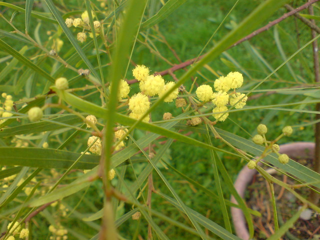 Acacia Retinodes