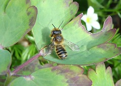 Megachile - British