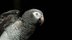 Parrot Portrait Session