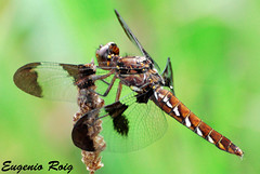 COMMON SKIMMERS  FAMILY: Libellulidae 