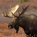 Bull Moose Denali, Alaska