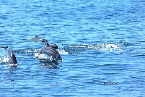 3W70-龜山島-長吻飛旋海豚