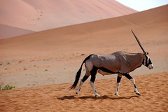Namibian Deserts
