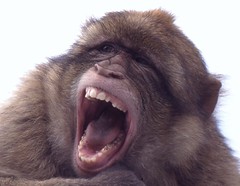 Barbary Ape.-Macaque