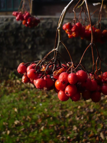 Pretty red berries