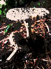 fungi, lichen, and mushrooms