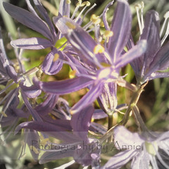 Purple Flower copy