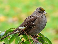 sparrows, warblers,vireos