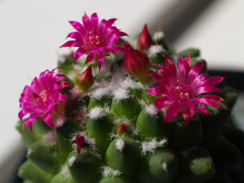 Cactus con flores. Fotografía: Peter Rosbjerg