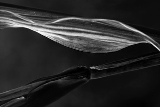 Corn Plant Detail In Black & White