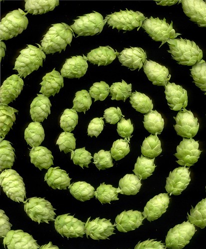 10572 Humulus lupulus 384 by horticultural art