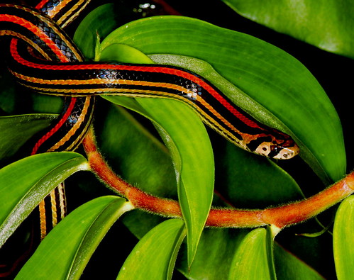 Striped kukri snake- Oligodon octolineatus