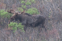Alaskan wildlife