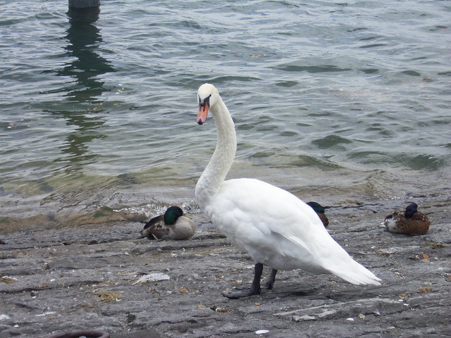 Standing Swan