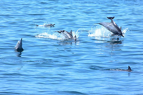 3W68-龜山島-長吻飛旋海豚