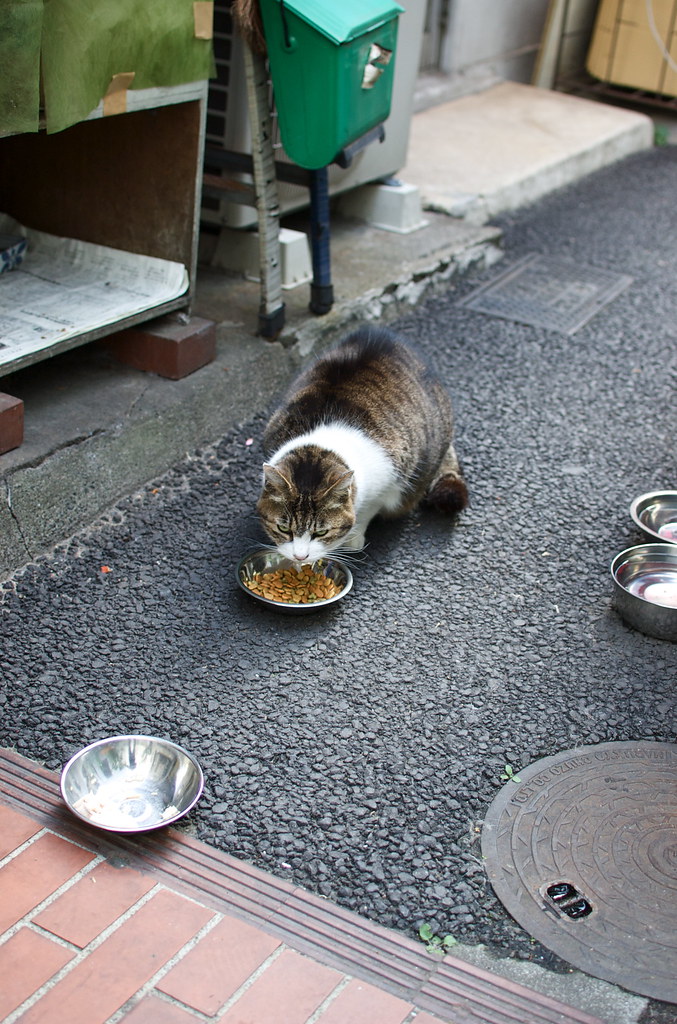 京橋の猫 2009/11/04 DSC_6295