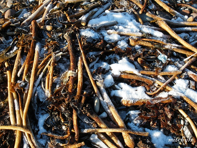 Seaweed & Snow