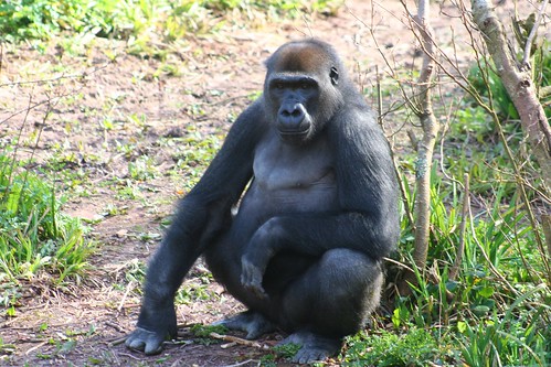 Gorilla, Paignton Zoo, Devon UK by Claire Stocker (Stocker Images)